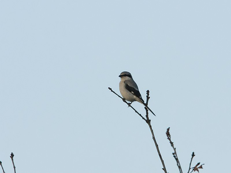 Lanius excubitor Klapekster Great Grey Shrike